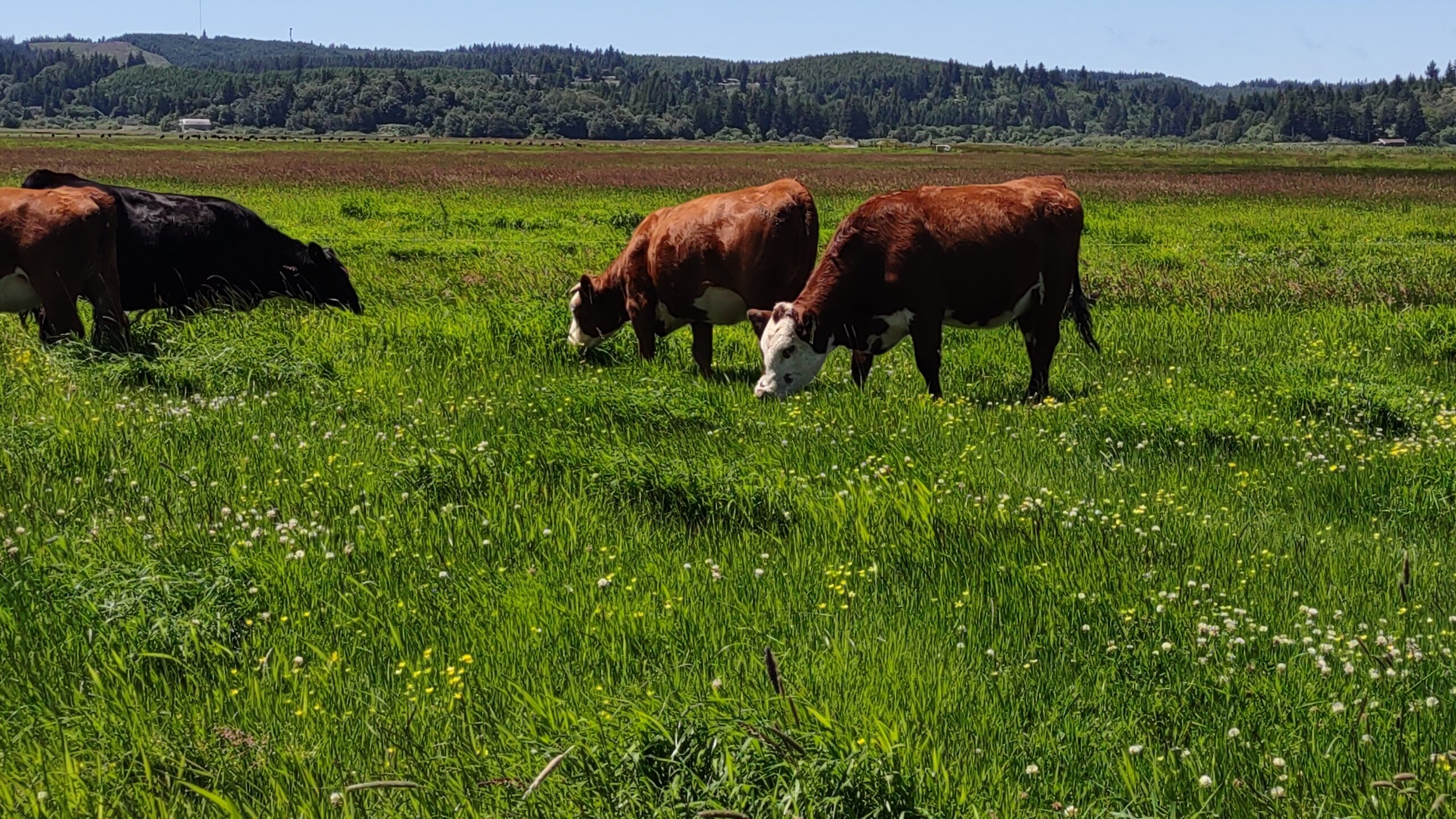 Grass Grazing Late Spring